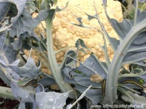 come eliminare i bruchi del cavolo in modo naturale