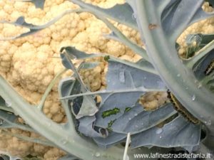 Aiuto! ho il cavolfiore pieno di bruchi!