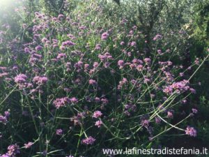l progetto del giardino pensile, giardini pensili a Milano