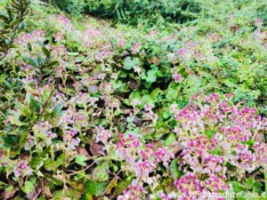 erbacee perenni che fioriscono in autunno e inverno, herbaceous perennials that bloom in autumn and winter