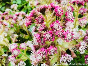 piante tappezzanti sempreverdi che fioriscono in inverno, evergreen ground cover plants that bloom in winter