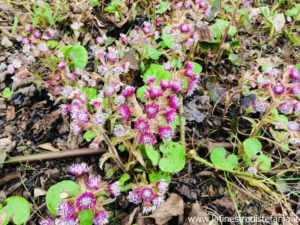 fiori in inverno, flowers in winter