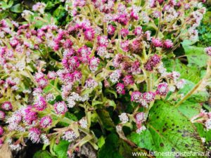 erbacee perenni che fioriscono in inverno, perennial herbals that bloom in winter
