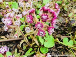 come si chiamano quei fiori rosa e bianchi che tappezzano le aiuole in inverno, what are the names of those pink and white flowers that cover the flower beds in winter