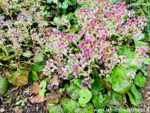 piante tappezzanti con fiori bianco-rosa, ground cover plants with white-pink flowers