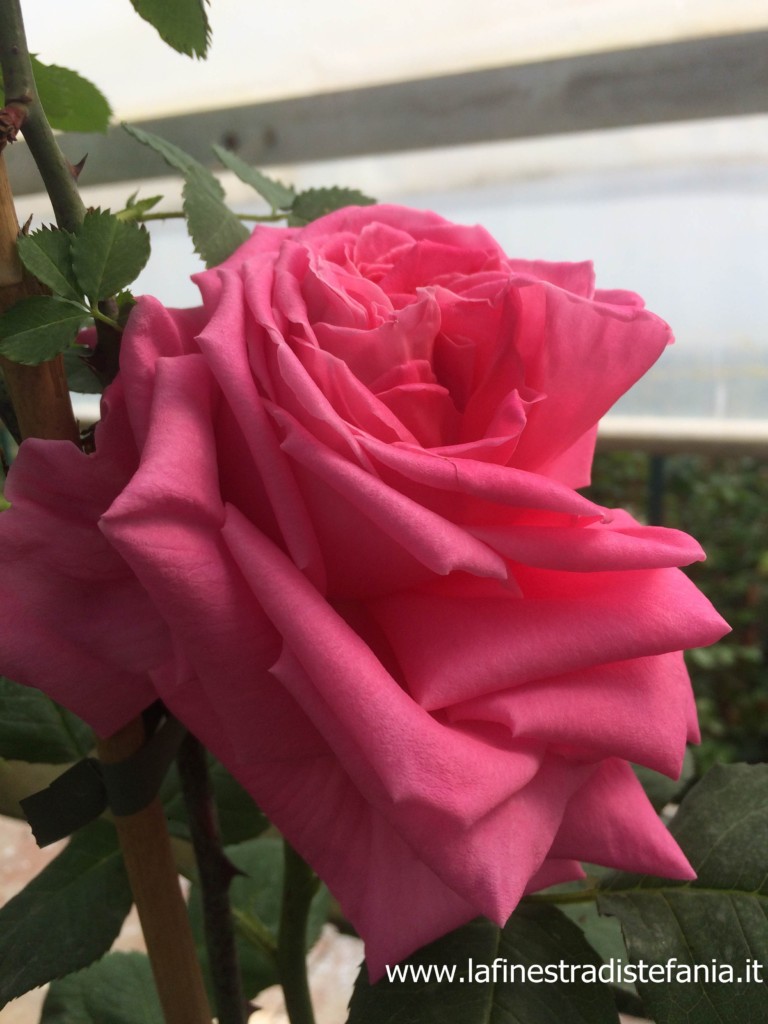 Le rose di Firenze si vestono di nuovi colori