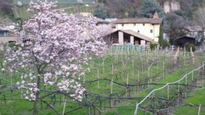 alberi con fiori bianchi e rosa al Maretsch castle a Bolzano, Magnolia Stellata Bolzano