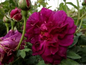 La rosa del Chianti di David Austin, Chianti Rose