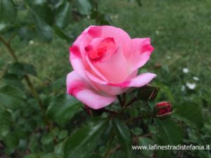 the most beautiful roses in the world, die schönsten Rosen der Welt