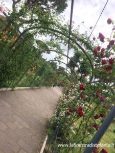 les plus belles roses du monde, rose grimpant