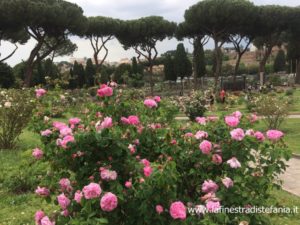 tutte le varietà di rose del roseto comunale di Roma