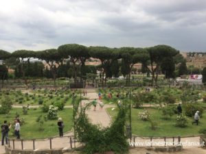 qui sont les plus importants producteurs de roses au monde, Welches sind die wichtigsten Rosenproduzenten der Welt, which are the most important rose producers in the world