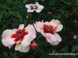 le rose del ocncorso internazionale Premio Roma