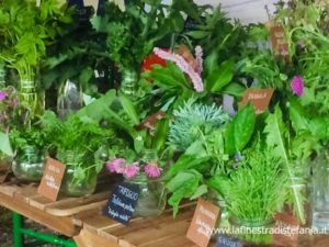 cibo-selvatico-erbe-spontanee