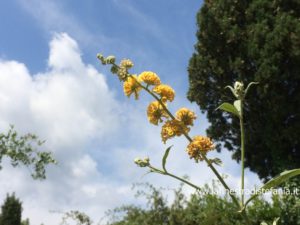 Yellow Buddleja, buddleja gialla fiorisce in estate
