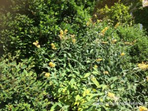 bushes with yellow flowers, arbustos con flores amarillas, buissons avec des fleurs jaunes, Büsche mit gelben Blüten