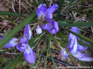 iris blu che fiorisce in inverno