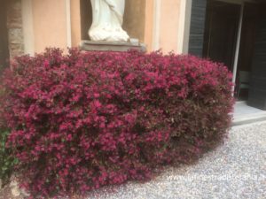 Siepi a Lucca con fiori rosa, Loropetalo assomiglia a cotoneaster lactea