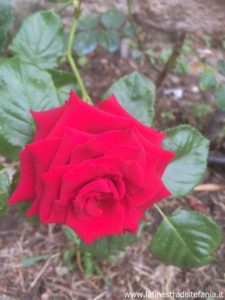rose rosse antiche rifiorenti e profumate, Comment est faite la rose Paestum, How the Paestum rose is made