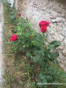 la storia della rosa di Paestum