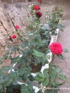 Dove trovare la rosa di Paestum