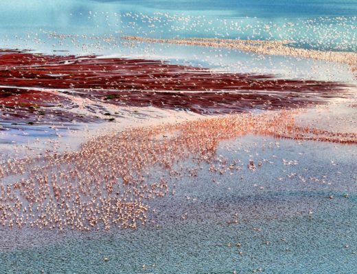Siena International Photo Awards, One million flamingos di Franco Cappellari