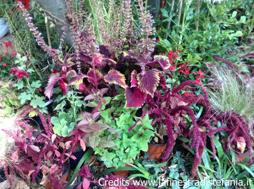 fiori da piantare in autunno in giardino dalle foglie rosse