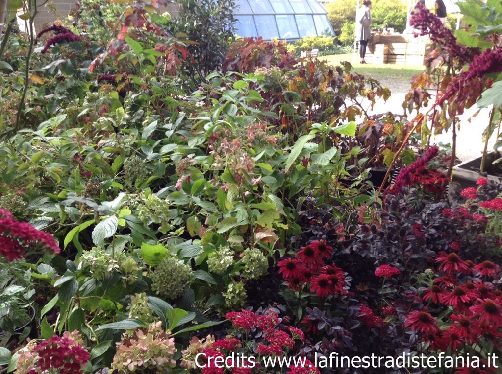 aiuole con bacche decorative