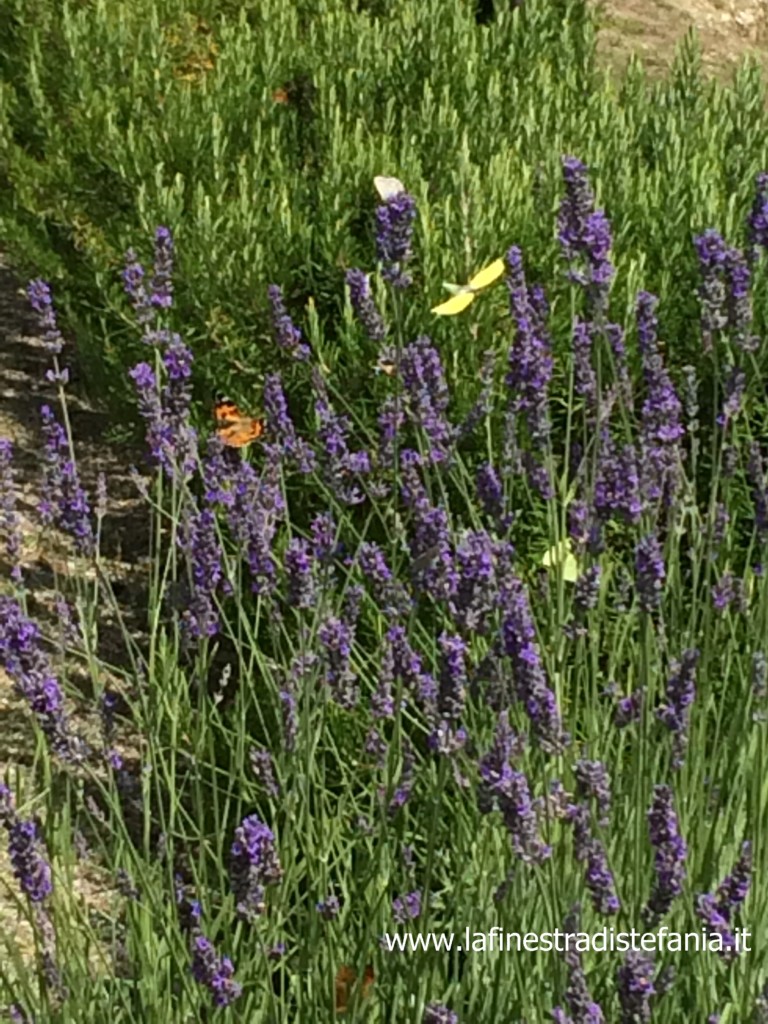 lavanda-rosmarino-e-piante-contro-le-zanzare.jpg
