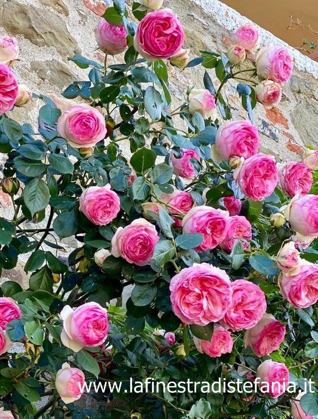 Maggio, i fiori e la leggenda dei