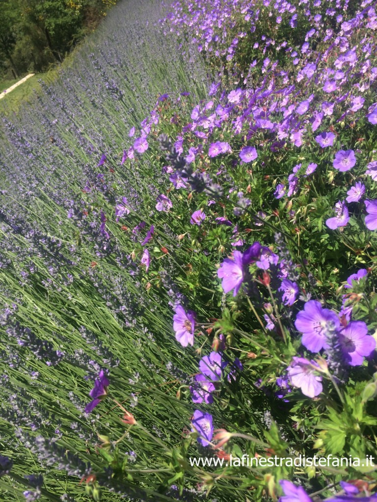 aiuole-con-fiori-viola.jpg