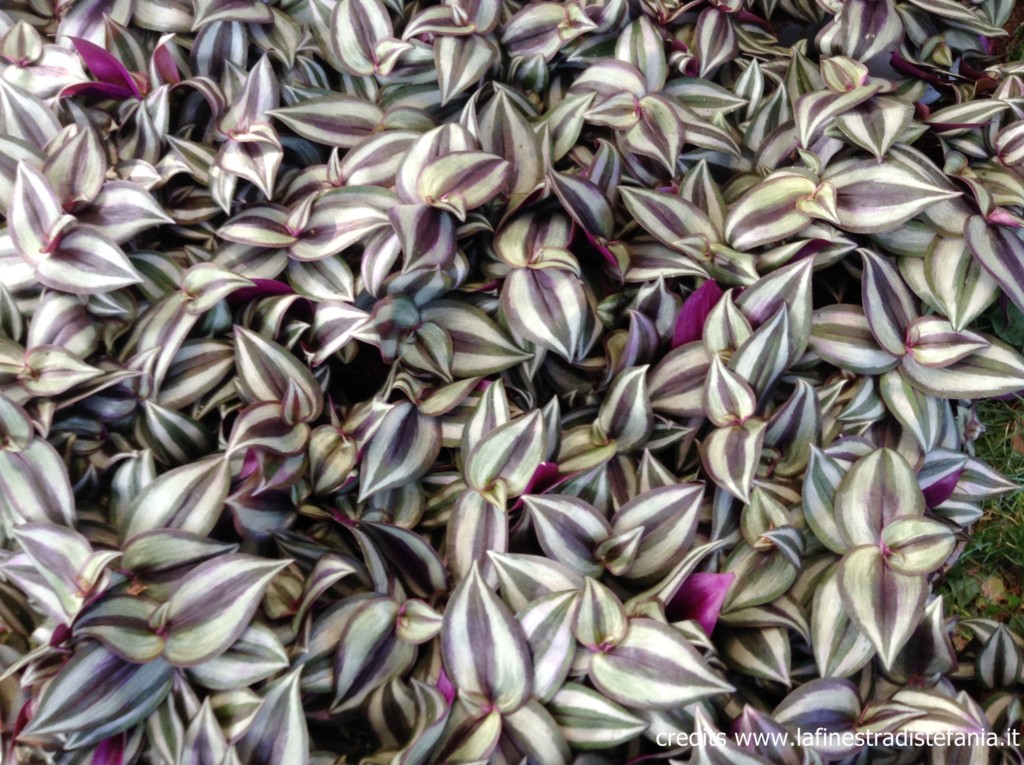 Zebrina-pendula-tradescantia.jpg