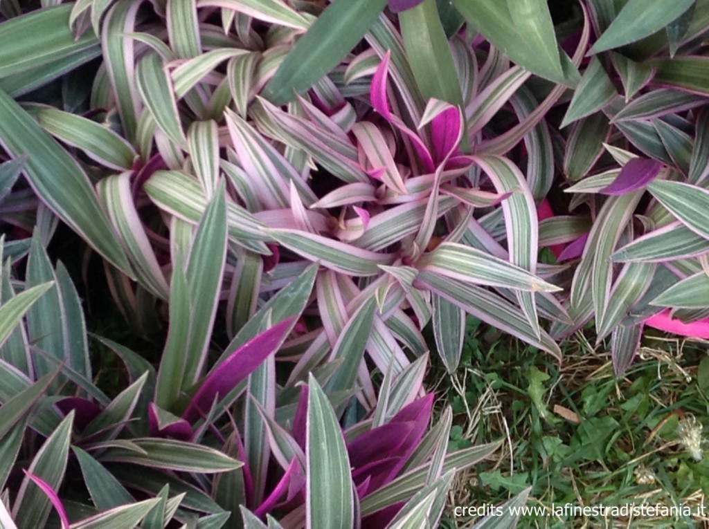 tradescantia-composizioni-miste.jpg