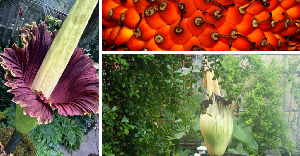 Amorphophallus titanum-photo credit- Botanic-Gardens.jpg