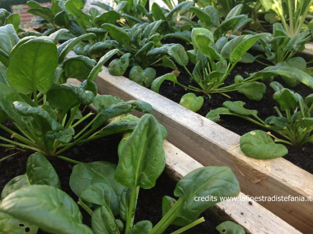 piantine-da-orto-da-seminare-a-gennaio.jpg