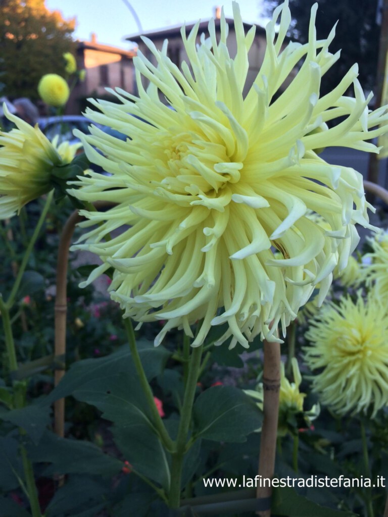 dahlia-frange-gialle.jpg