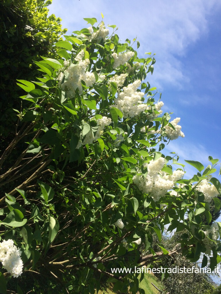 white-flowers-syringa-vulgaris.jpg