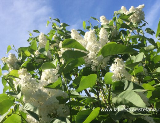 cespugli-con-fiori-bianchi-profumati-jpg