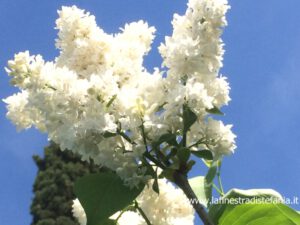 grappoli-di-lillà-bianco.jpg