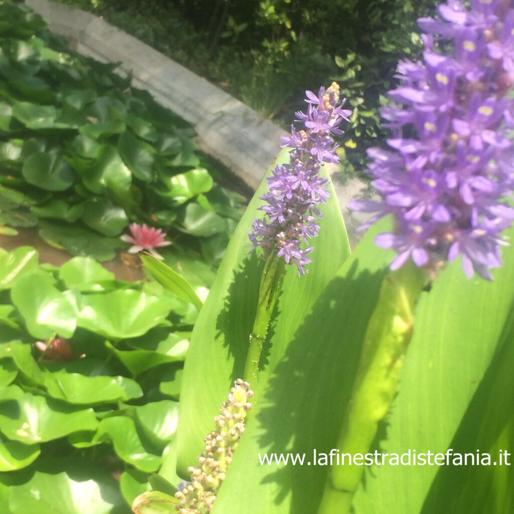pontederia-cordata-e-altre-piante-acquatiche.jg