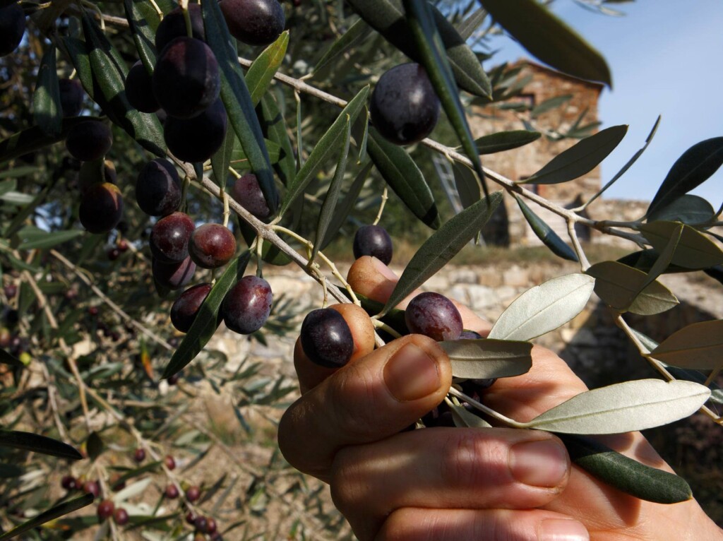 cultivar-olio-extravergine-di-oliva-italiane.jpg