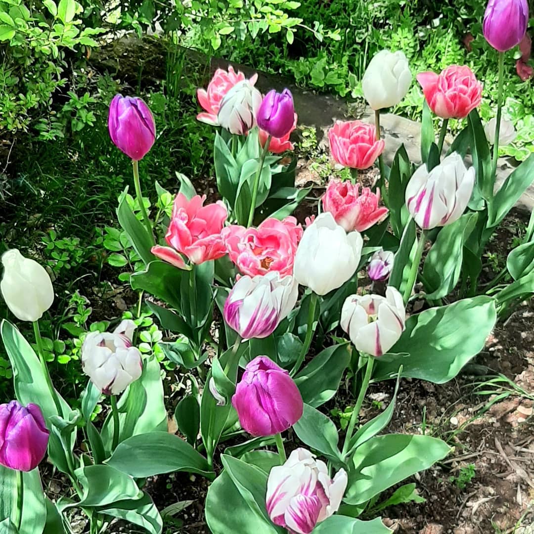 fioritura-dei-tulipani-in-Veneto.jpg