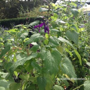 aiuole-con-fiori-viola.jpg