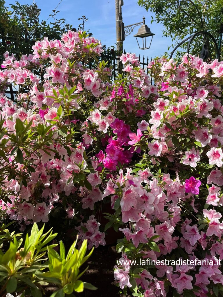 le-azalee-di-Buggiano-Castello.jpg