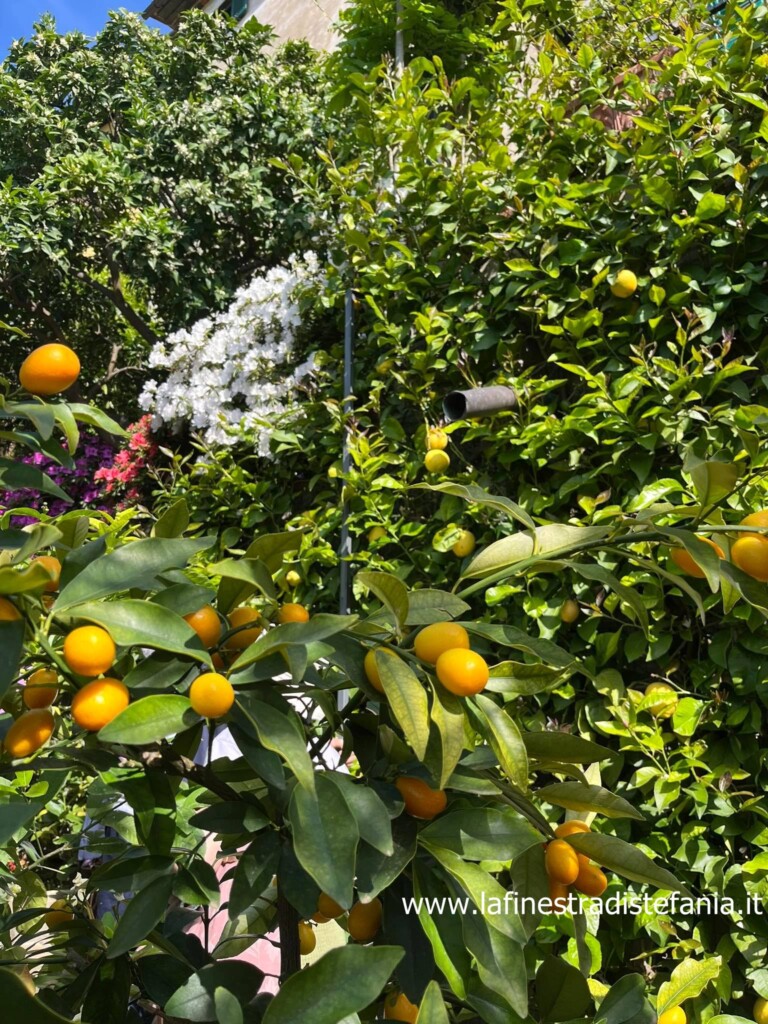 agrumi-e-fiori.jpg