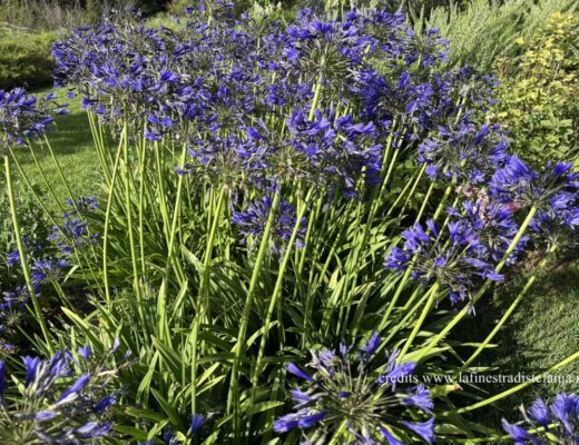 agapanthus-blu.jpg