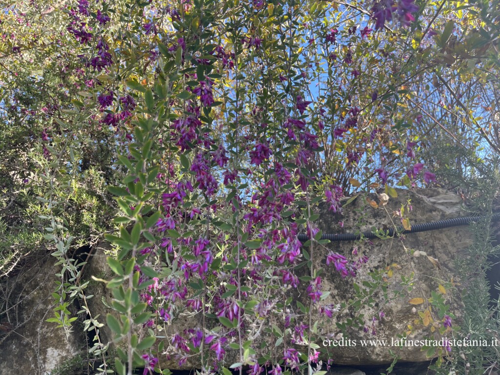 pianta-ricadente-con-fiori-rosa-lespedeza.jpg