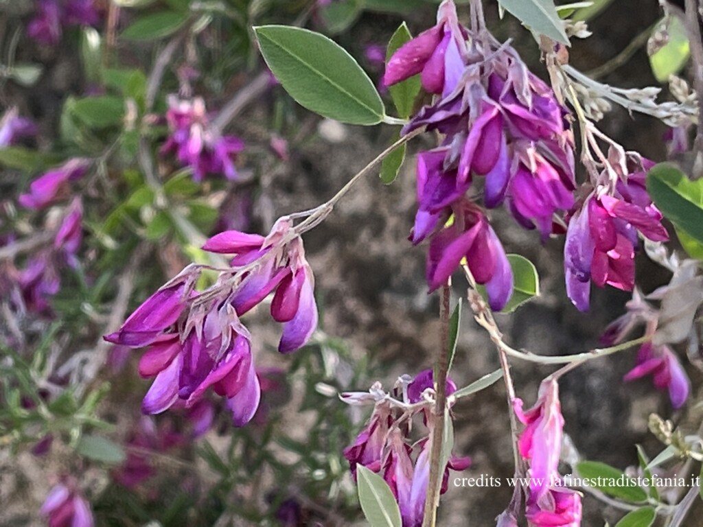 Lespedeza-pianta-rustica-con-fioritura-abbondante.jpg