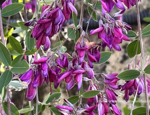 lespedeza-pianta-ricadente-per-coprire-muri.jpg