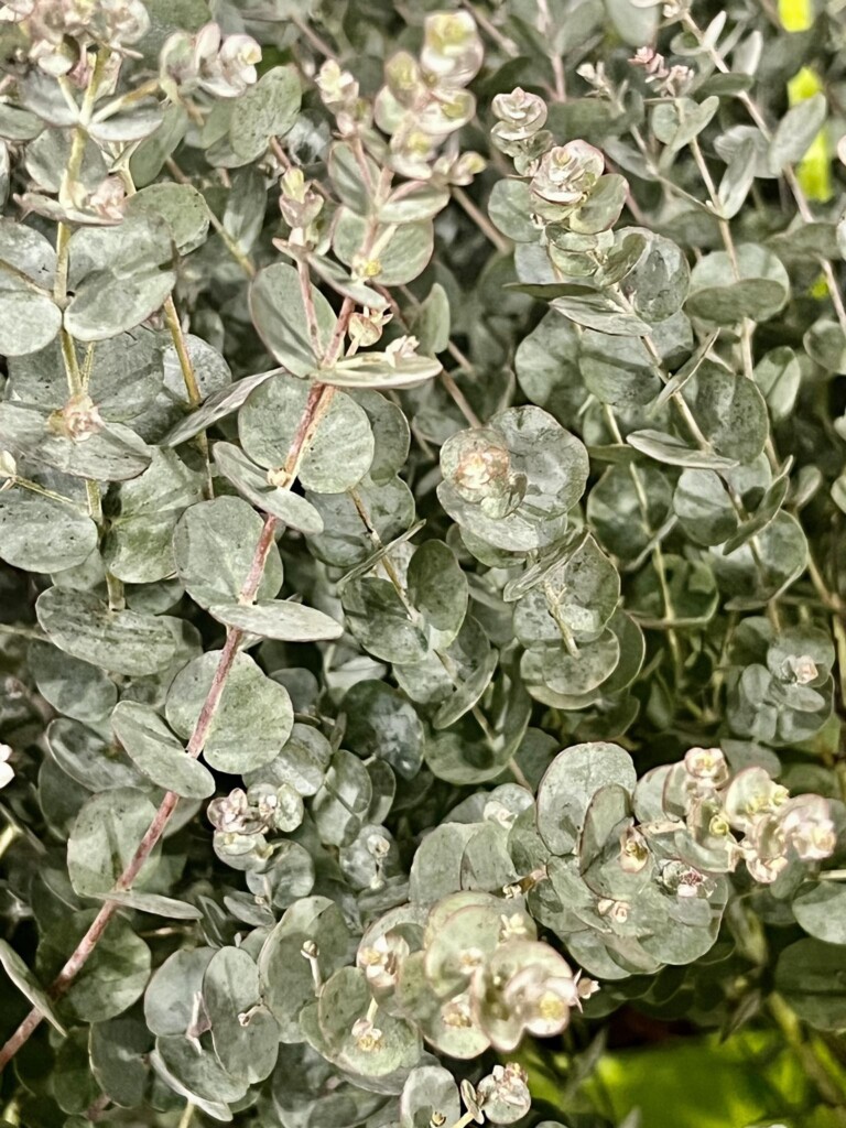 il-verde-da-mettere-nei-mazzi-di-fiori.jpg